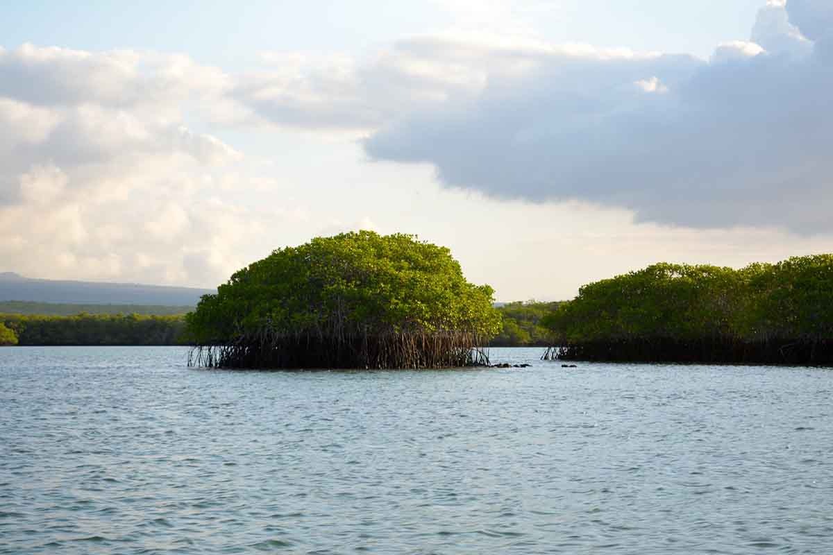 Galapagos 5 days cruise on board the Ocean Spray North and Central islands