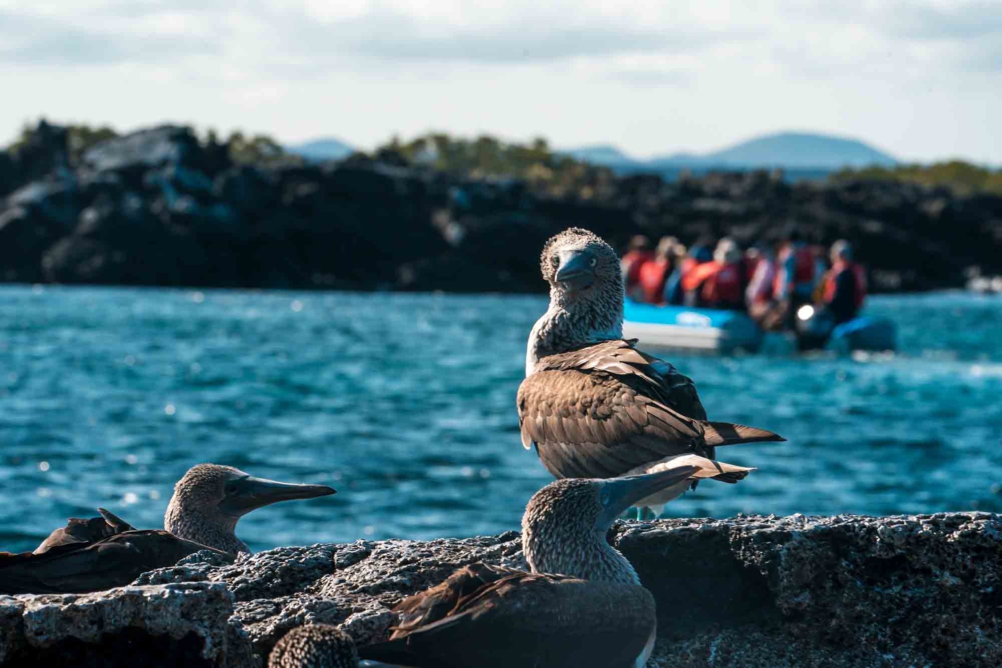 Blue Footed Boobies | Galapagos