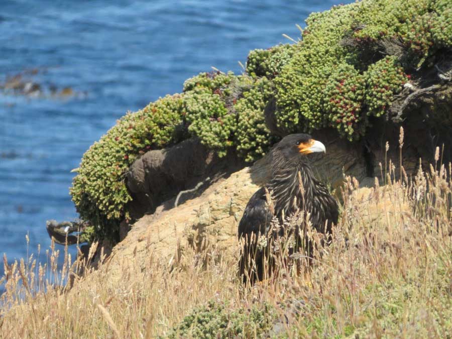 Antarctic Odissey