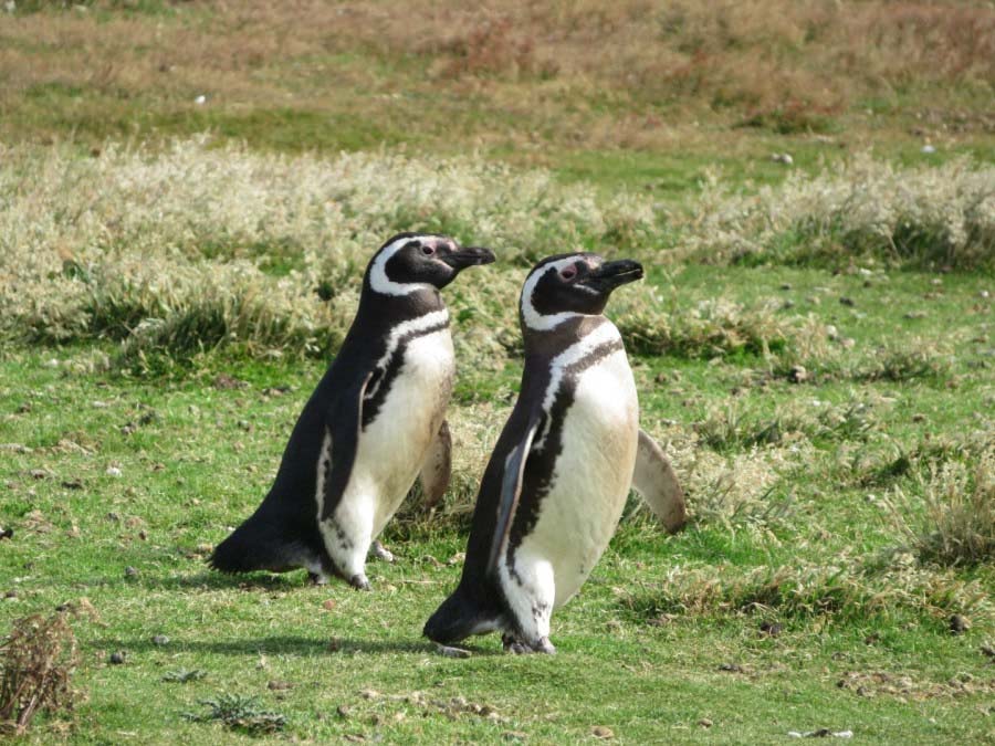 Carcass Island  | Falkland | Penguins