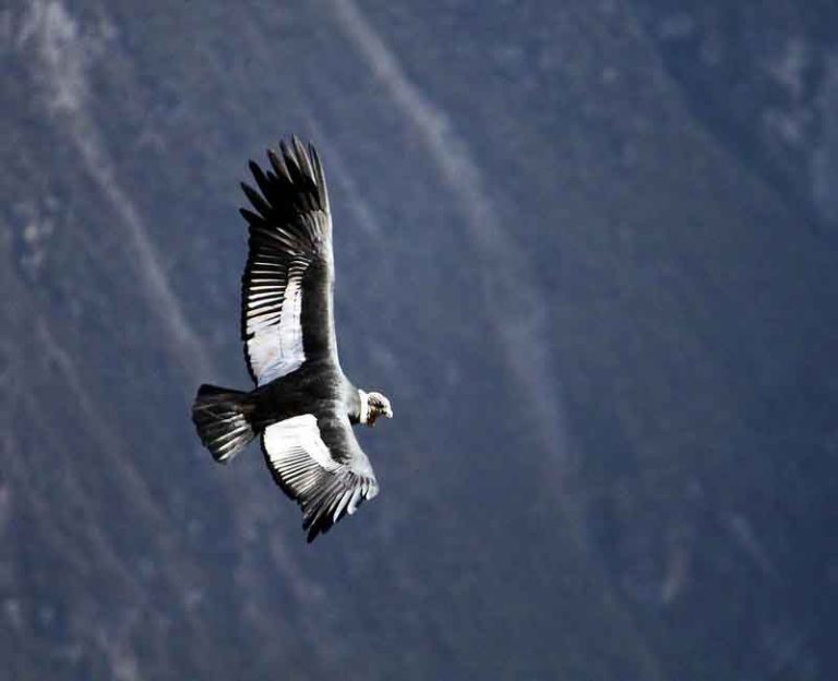 Witness the Flight of the Condors | Peru
