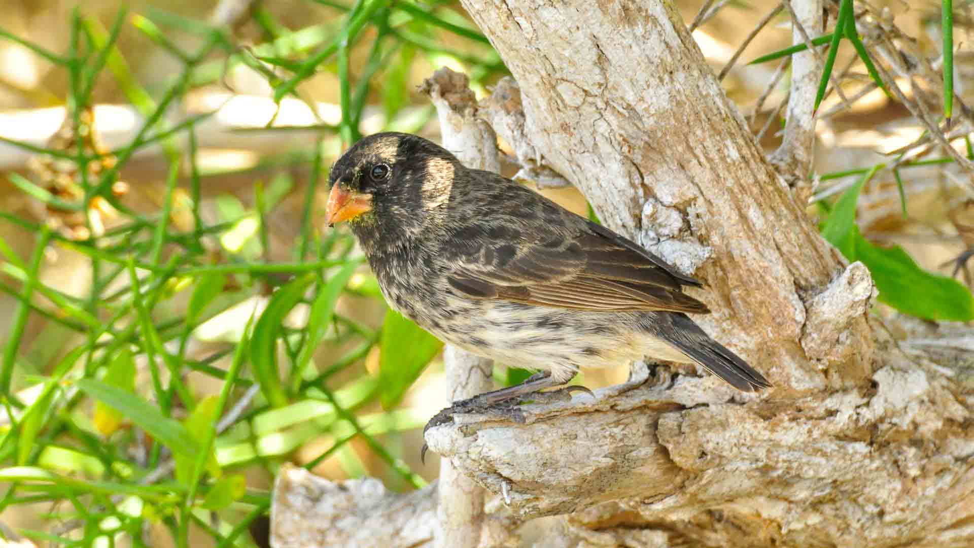 Punta Moreno | Darwin Finch | Galapagos Islands | South America Travel