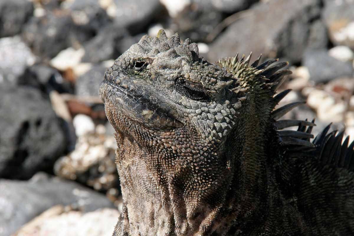 Galapagos 5 days cruise on board the Ocean Spray North and Central islands