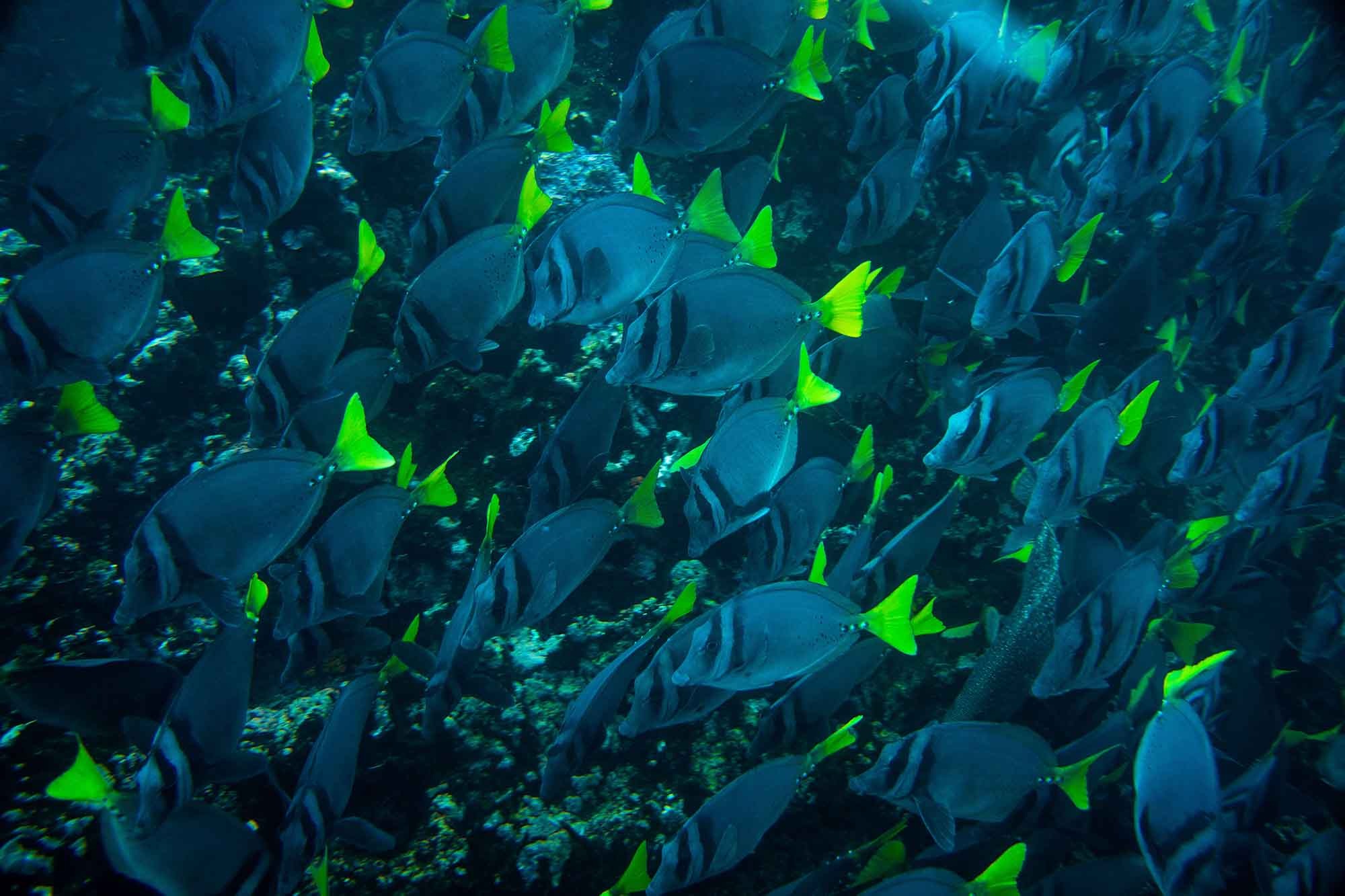 Corona del Diablo | Colorful fishes | Galapagos Islands