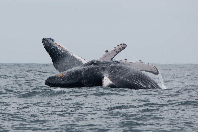 Whale watching | Ecuador
