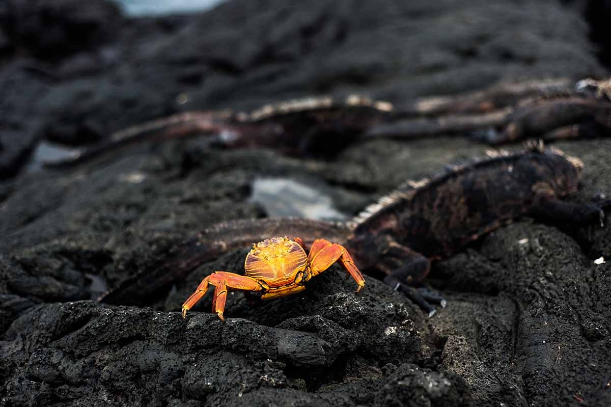 Galapagos 5 days cruise on board the Ocean Spray North and Central islands
