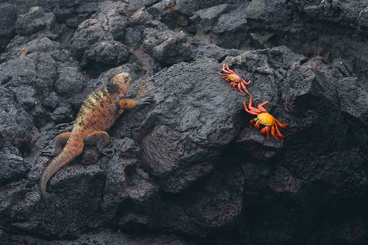 Puerto Egas | Marine Iguana | Red Crabs | Galapagos Islands | South America Travel