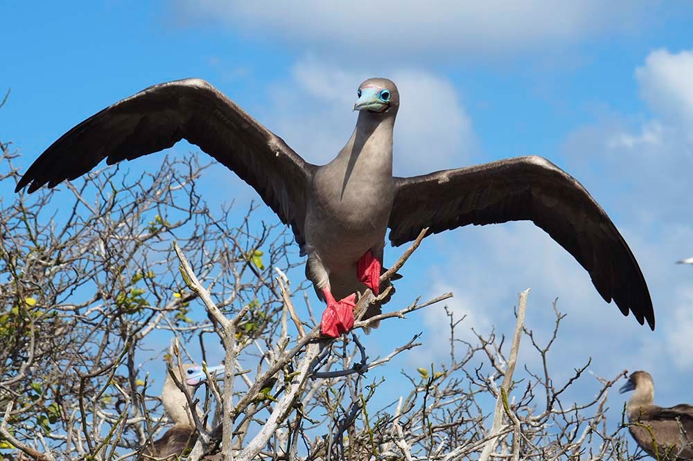 El Barranco | Red footed booby | Galapagos Islands | South America Travel