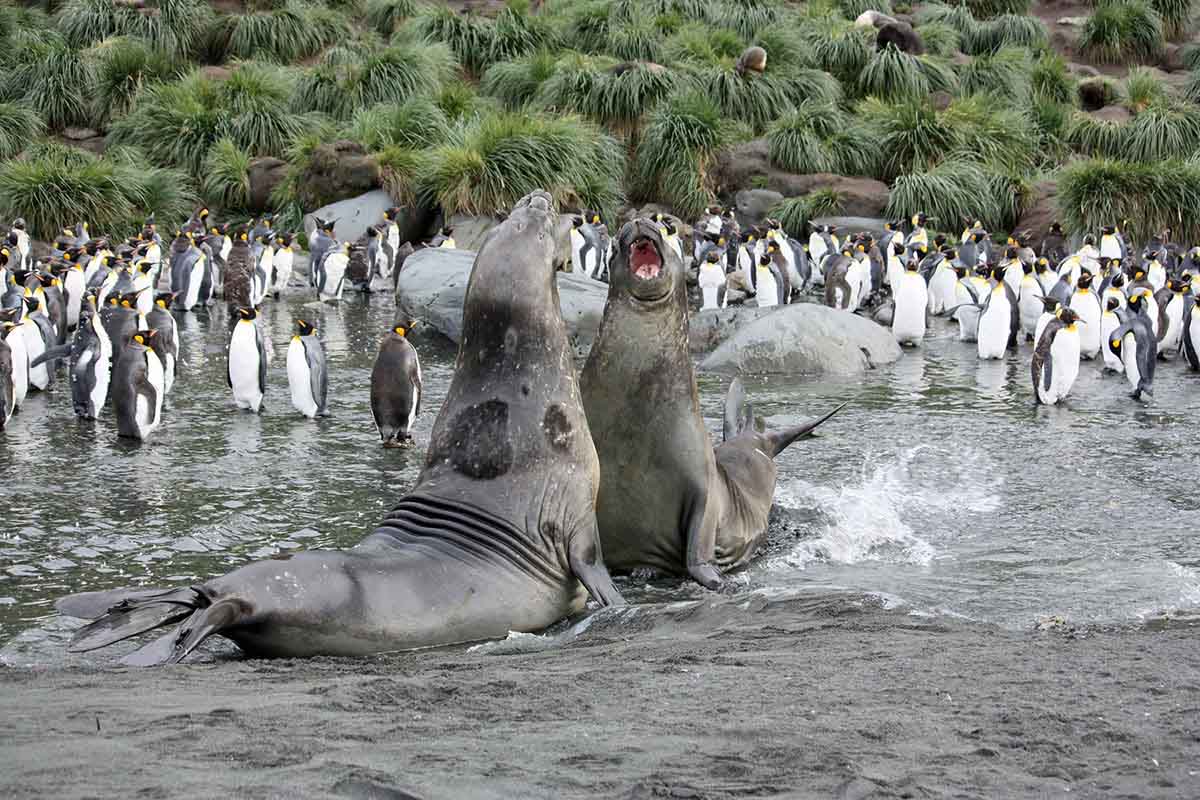 Atlantic Odyssey, excl. Antarctic Peninsula