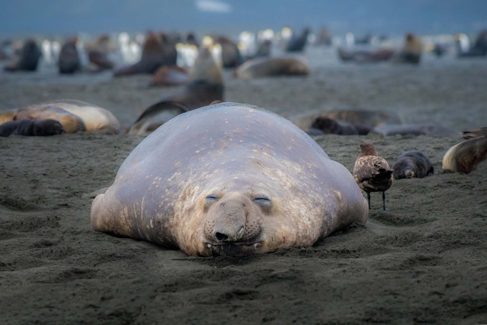 Elephant Seal | South Sandwich Islands |  Antarctica | South America Travel