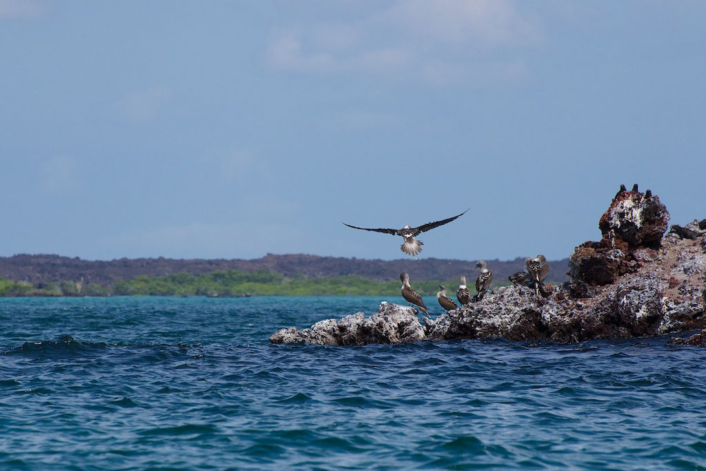 Galapagos catamaran west islands vacation itinerary 8 days M/C Anahi 