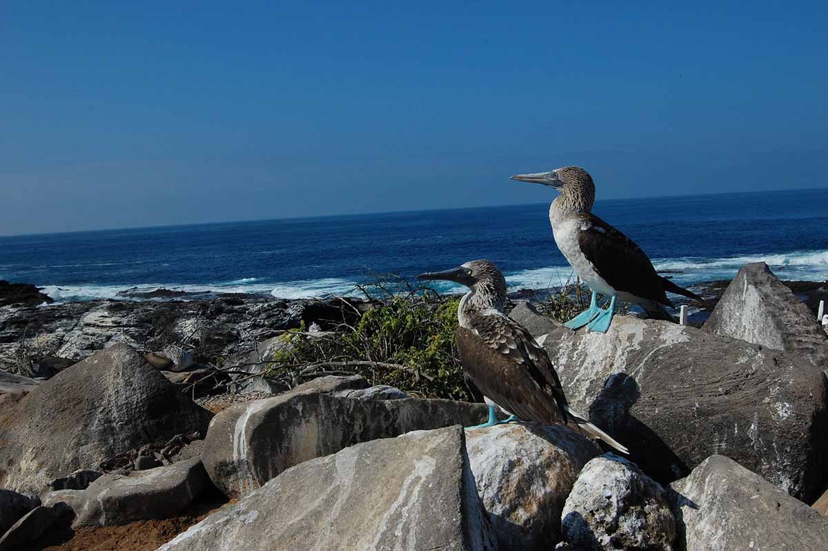 Punta Suarez | Blue footed boobies | Galapagos Islands | South America Travel