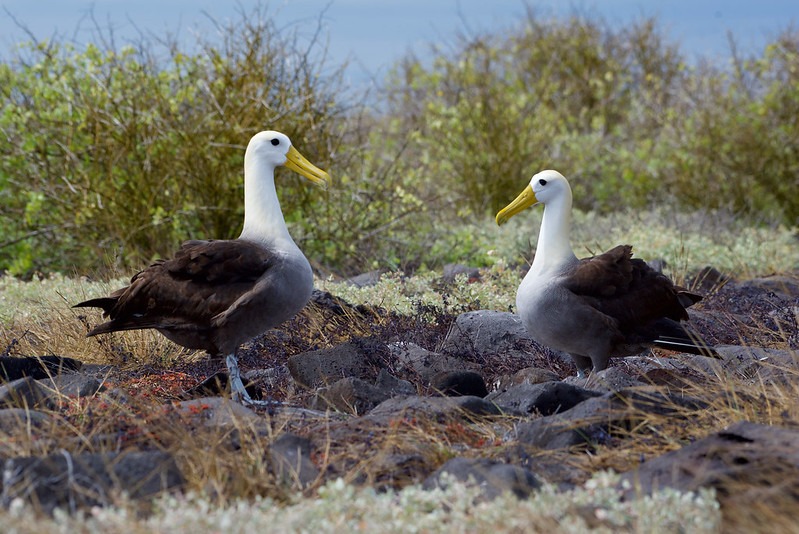 Albatross | Galapagos