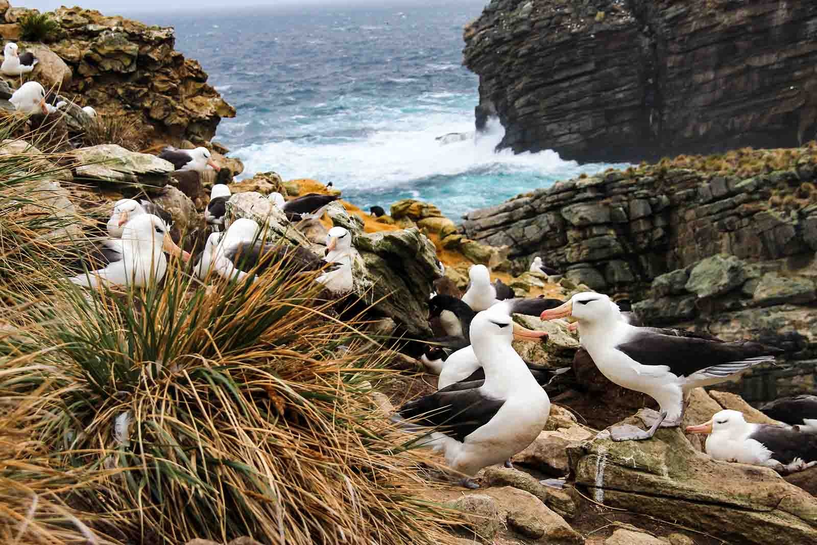 Falkland Islands - South Georgia - Antarctica