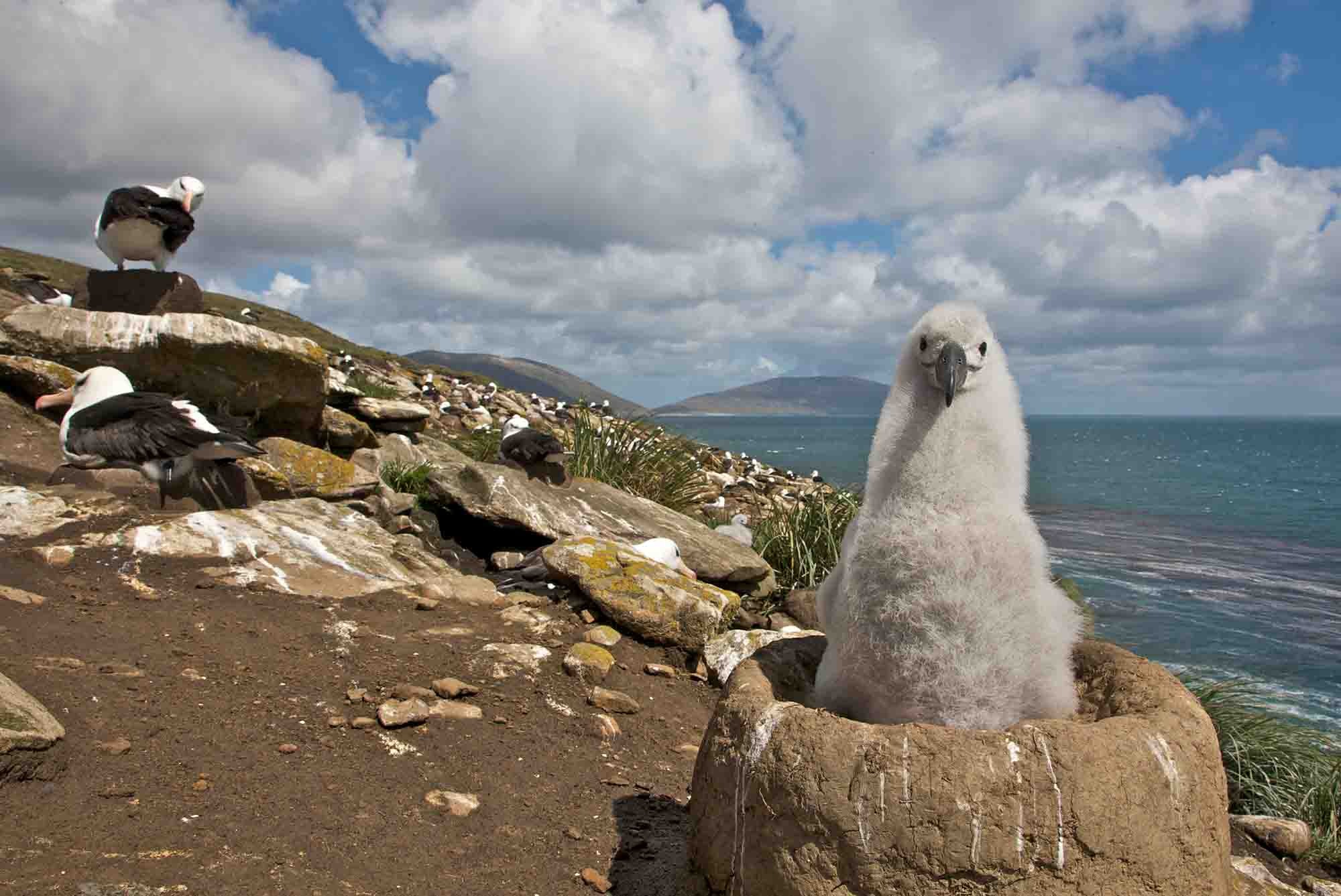  | Falkland | Bird