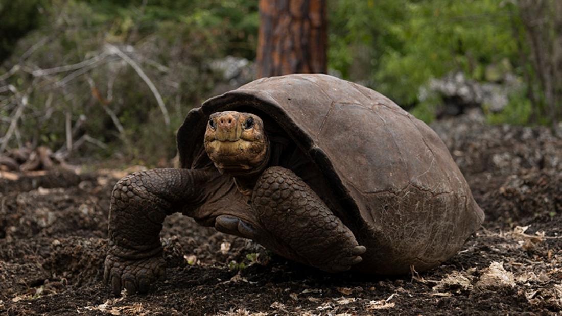 Unvealing the Galapagos Southeast