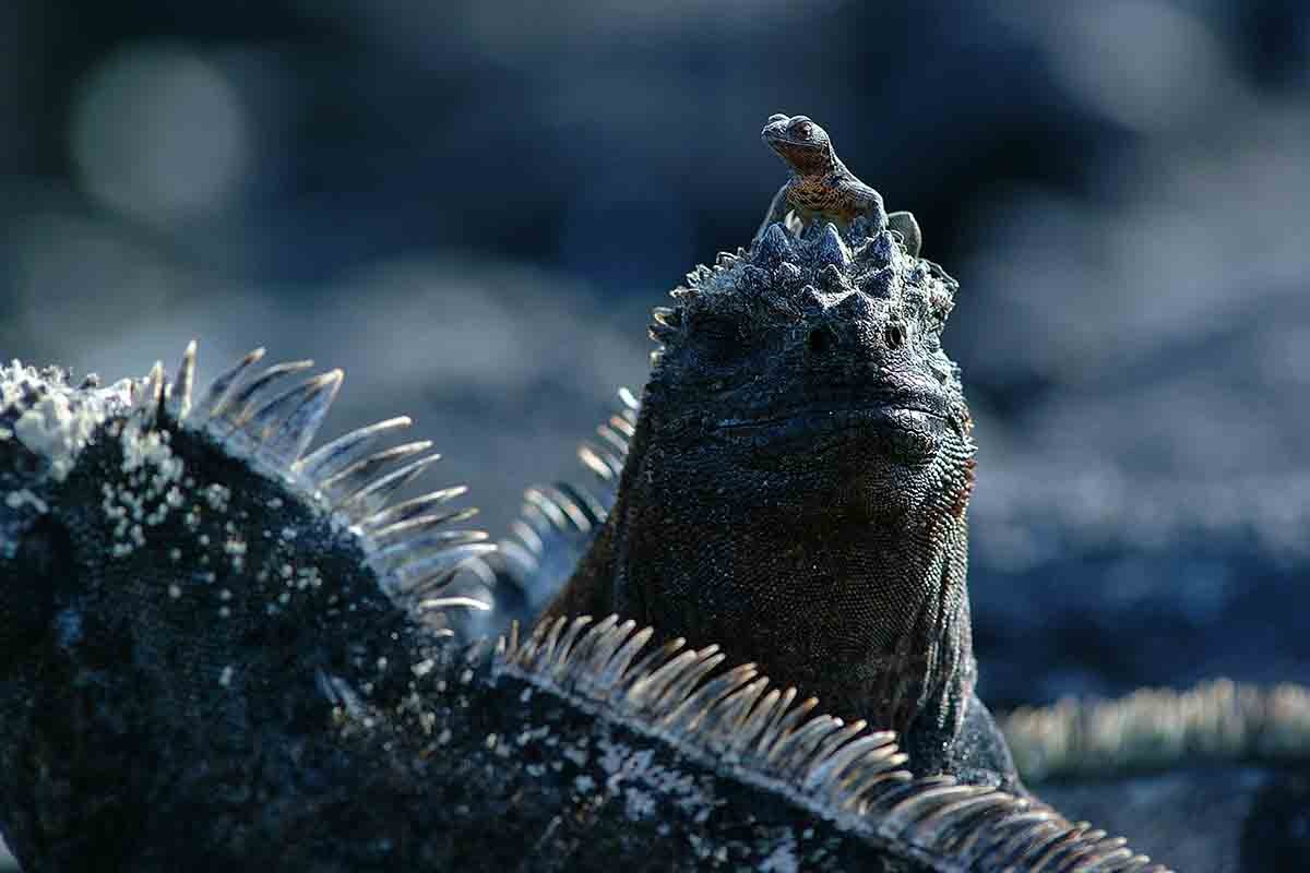 Galapagos Islands 6 day liveaboard tour West islands Alya Catamaran