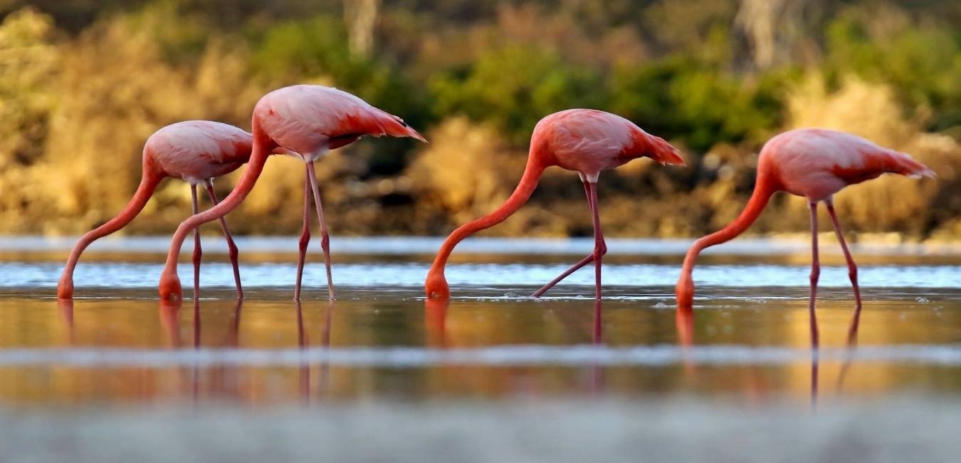 Flamingoes in the "Humedales"