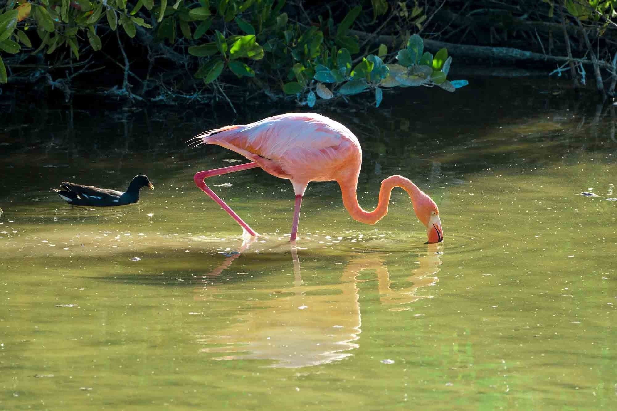 Galapagos birds