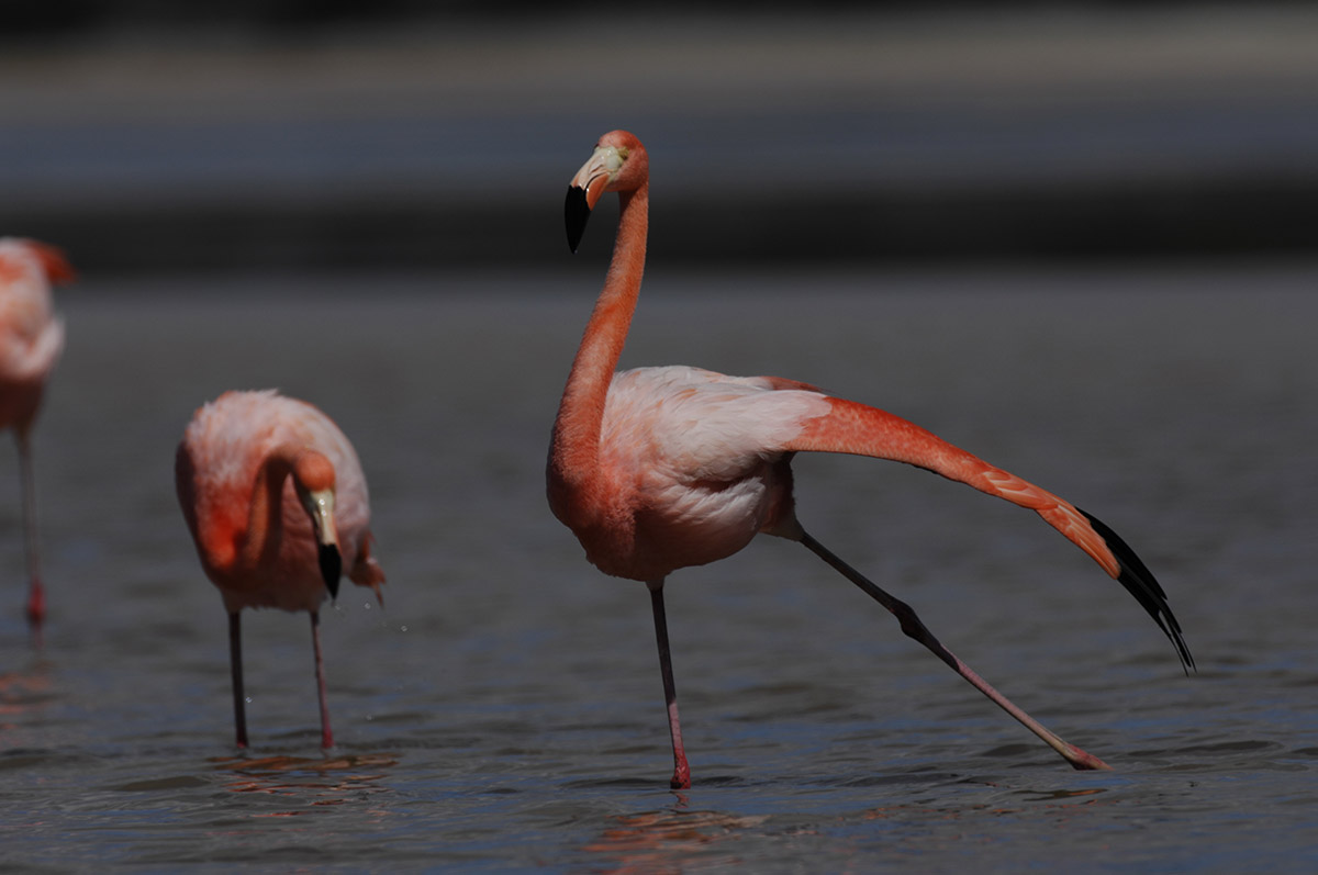 Playa Las Bachas | Flamingos | Galapagos Islands | South America Travel