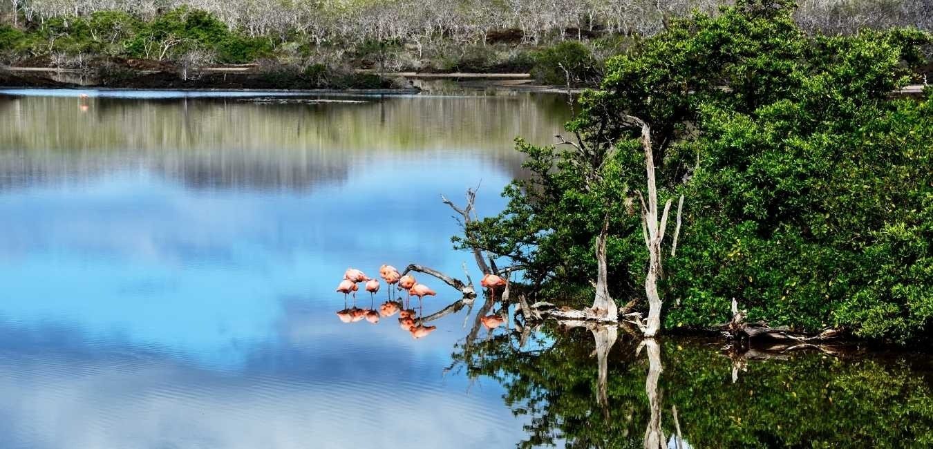 Galapagos Islands Flamingo Lagoon