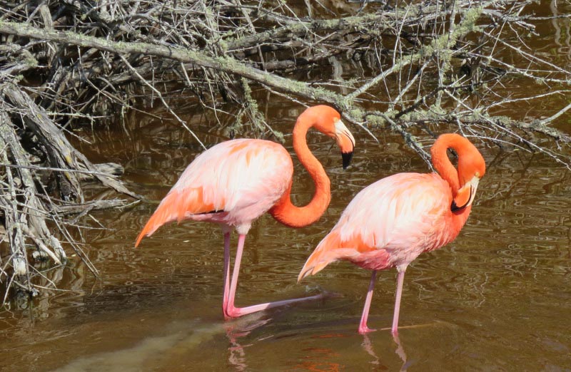 Wildlife activity | Galapagos |February