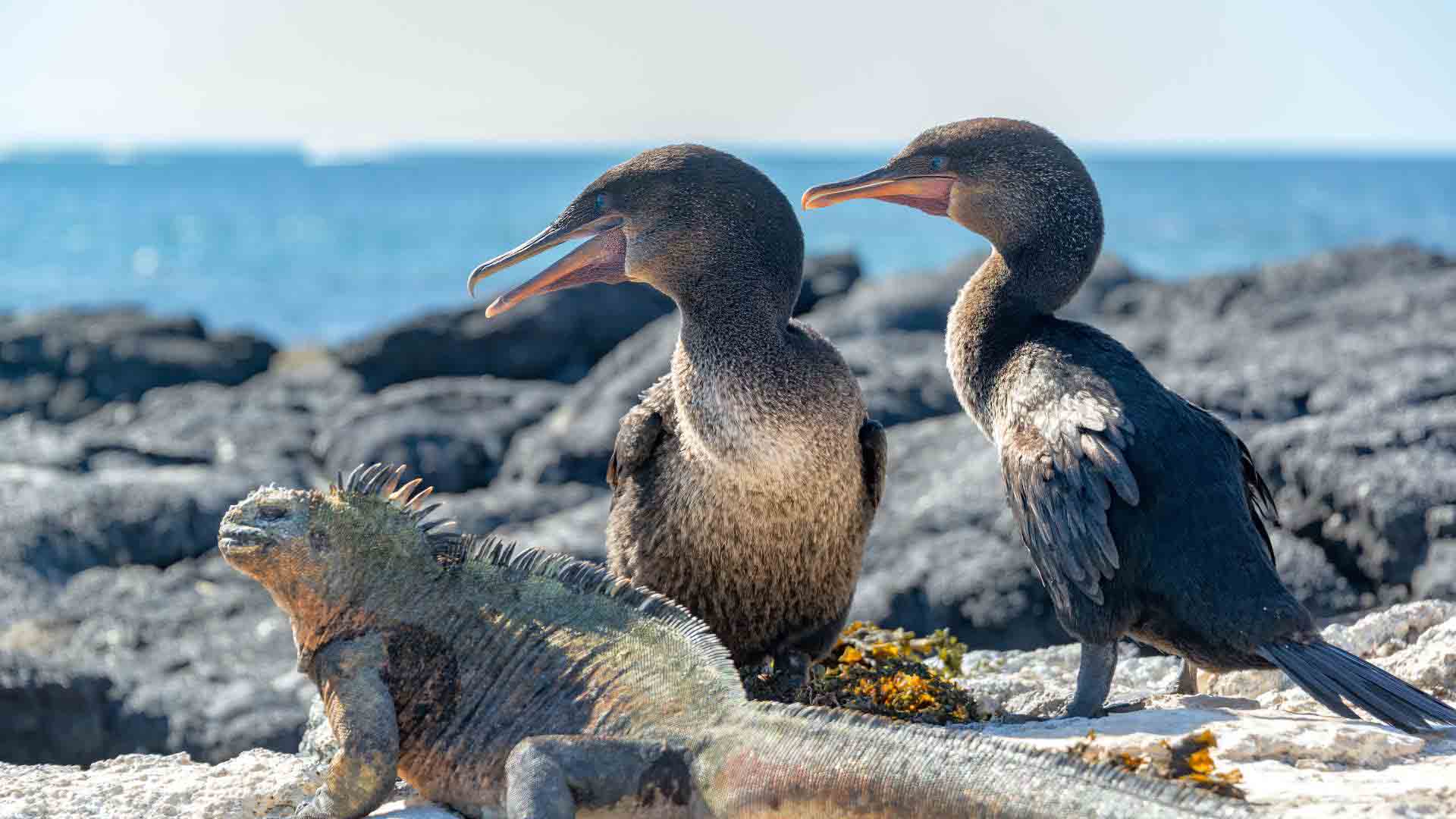 Galapagos Cruise & Travel Itinerary 5 day West Islands