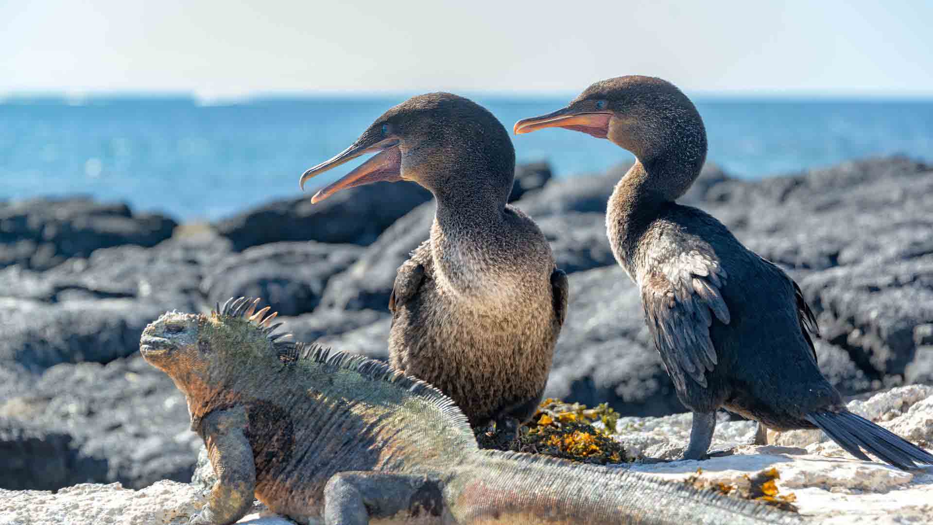 Punta Espinoza | Flightless cormorant | Marine Iguana | Galapagos Islands | South America Travel