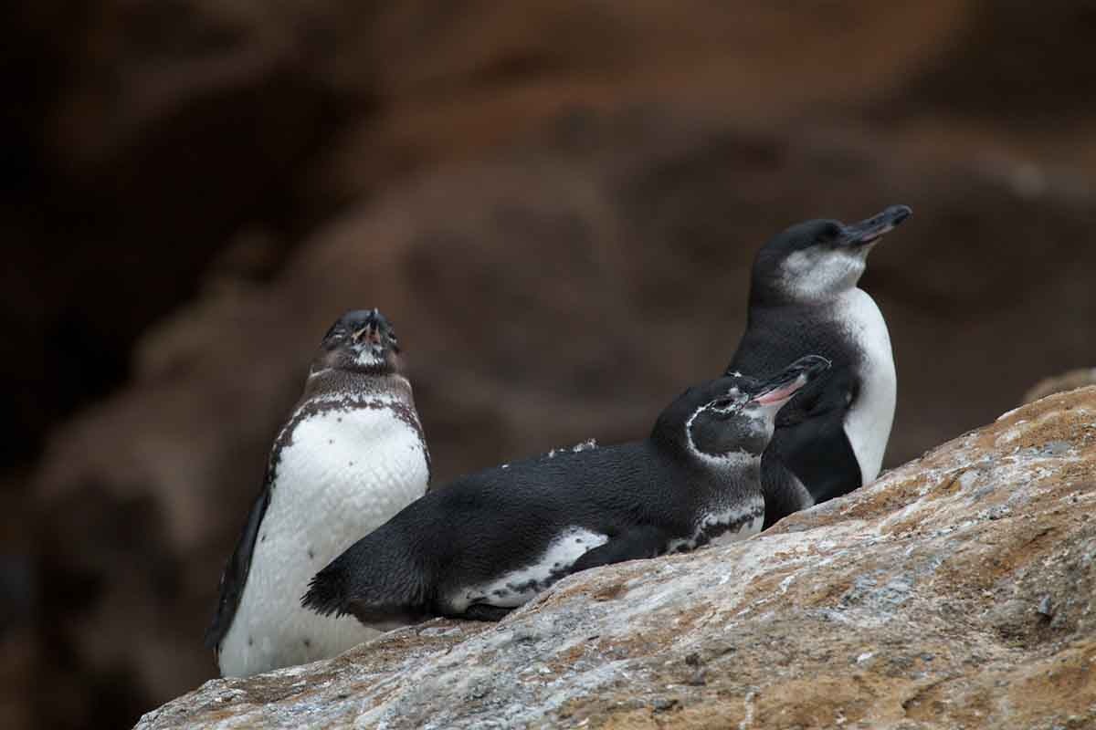 Western Islands Galapagos Catamaran Cruise 8 day route (2025)