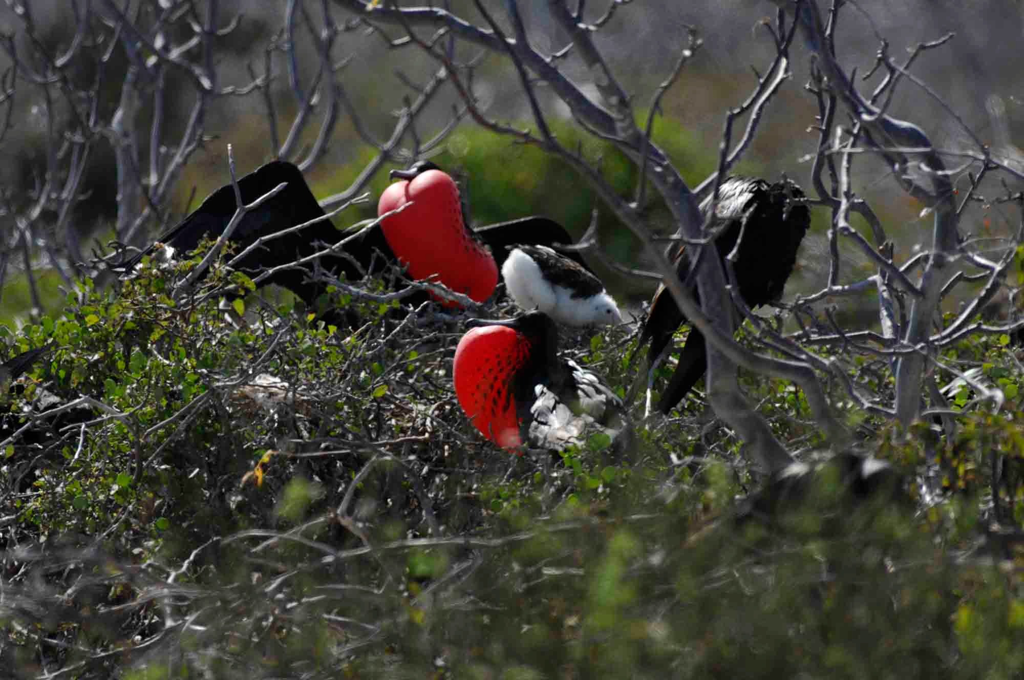 Frigate birds | North Seymour Island