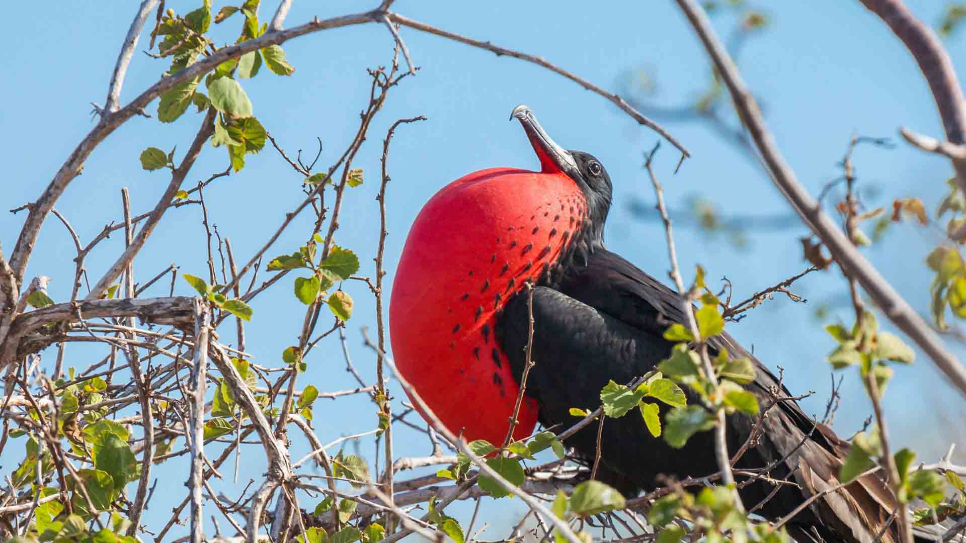 Cerro Frigatebird | Frigate bird | Galapagos Islands | South America Travel