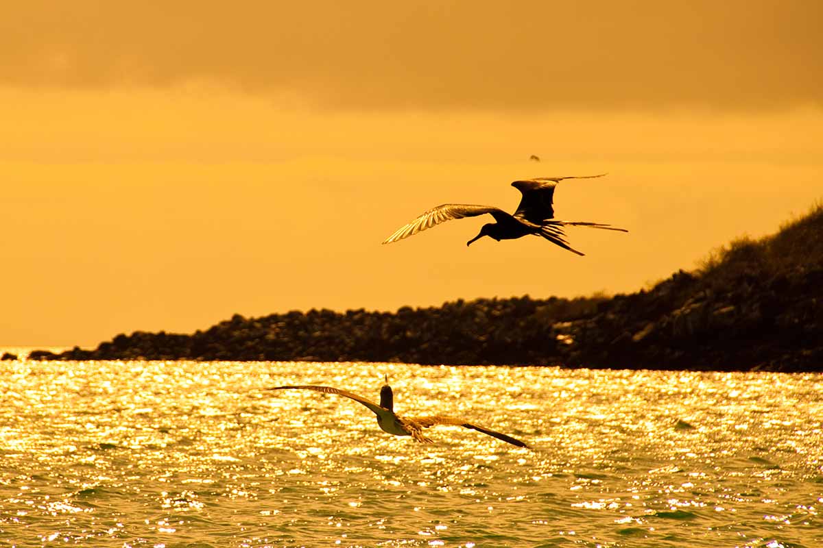 Bahía de Darwin | Frigate birds | Galapagos Islands | South America Travel