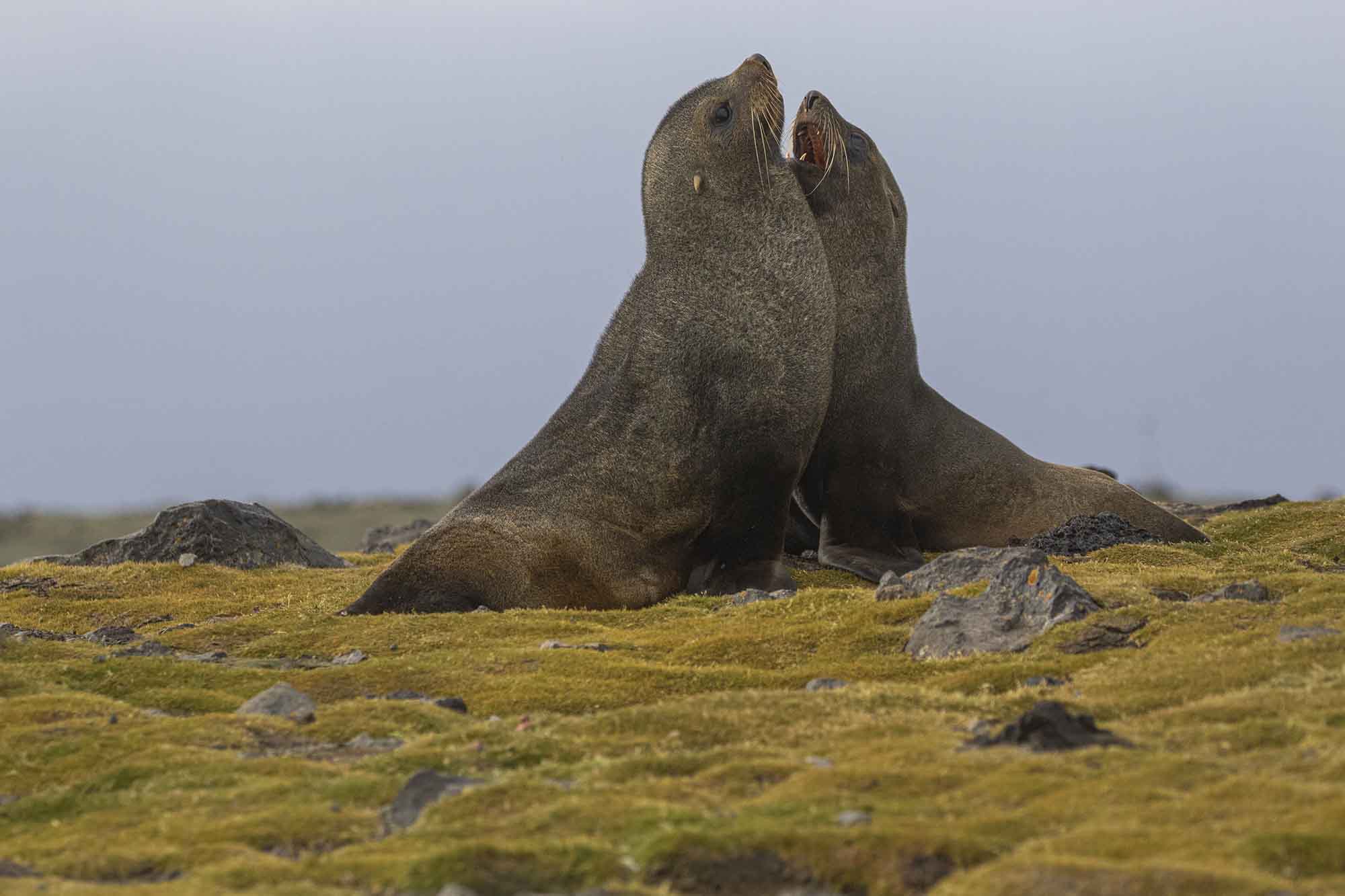 Falklands, South Georgia & Antarctic Peninsula