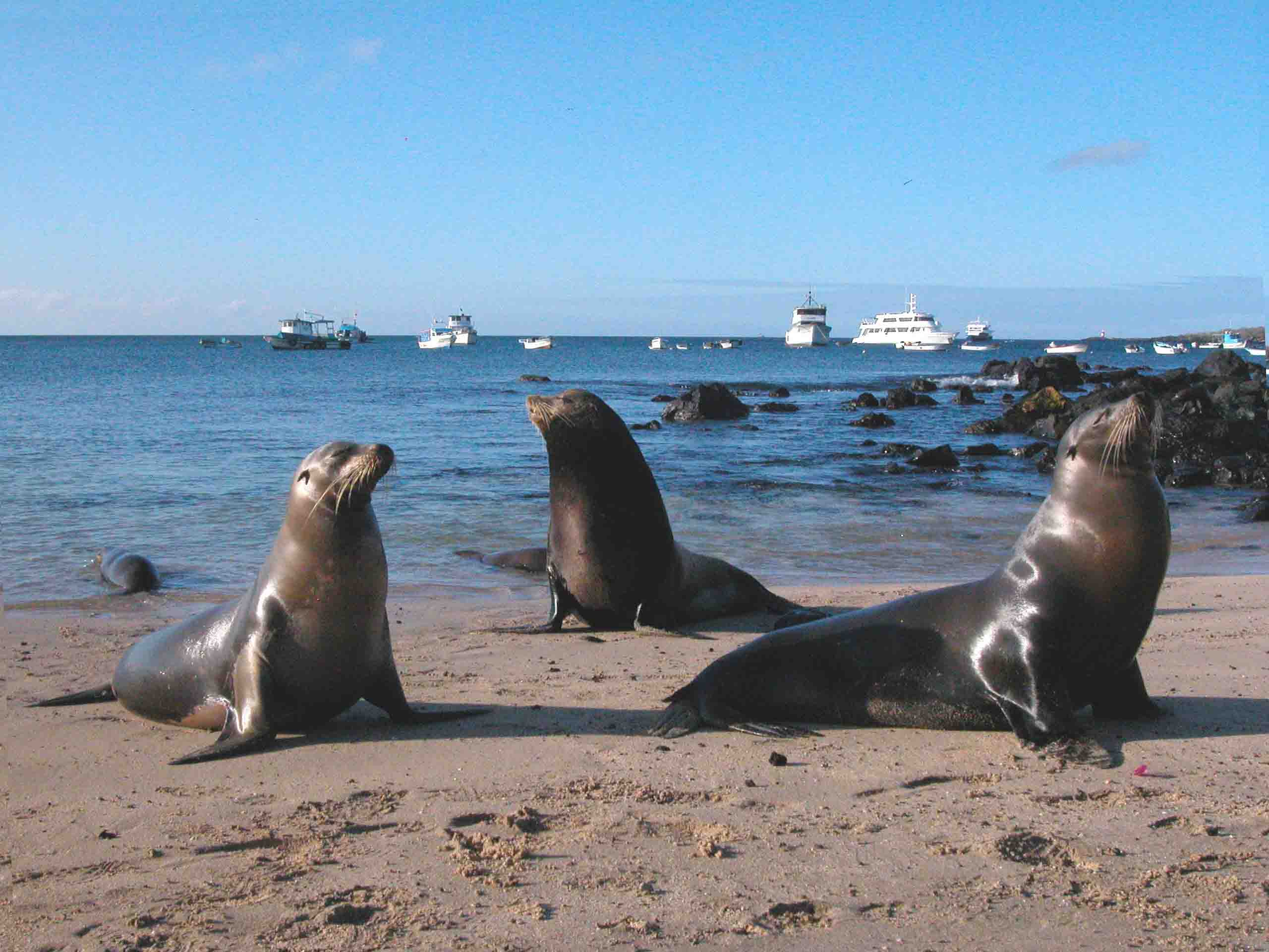 Cruise to the Galapagos islands in the south and central part of the archipelago