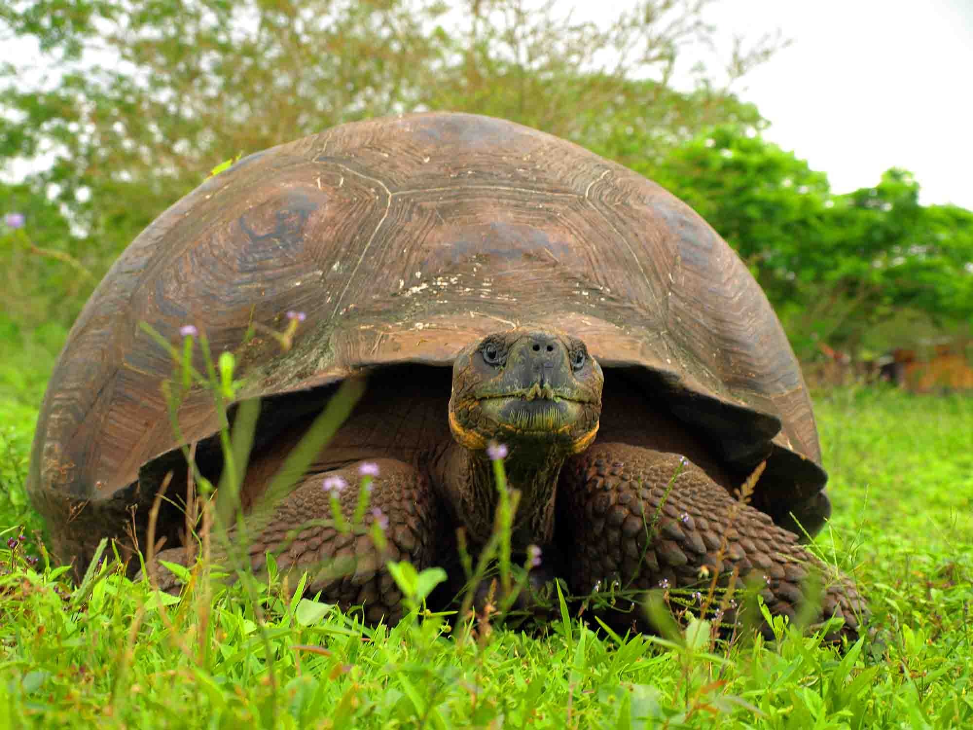 Tierras Altas de Santa Cruz | Giant tortoise | Galapagos Islands | South America Travel