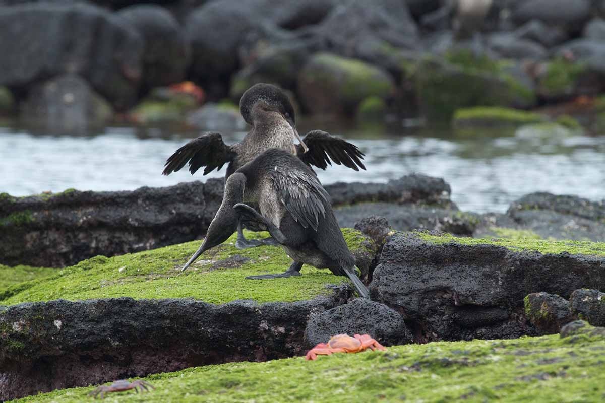 Punta Cormorant | Flightless cormorant | Galapagos Islands | South America Travel