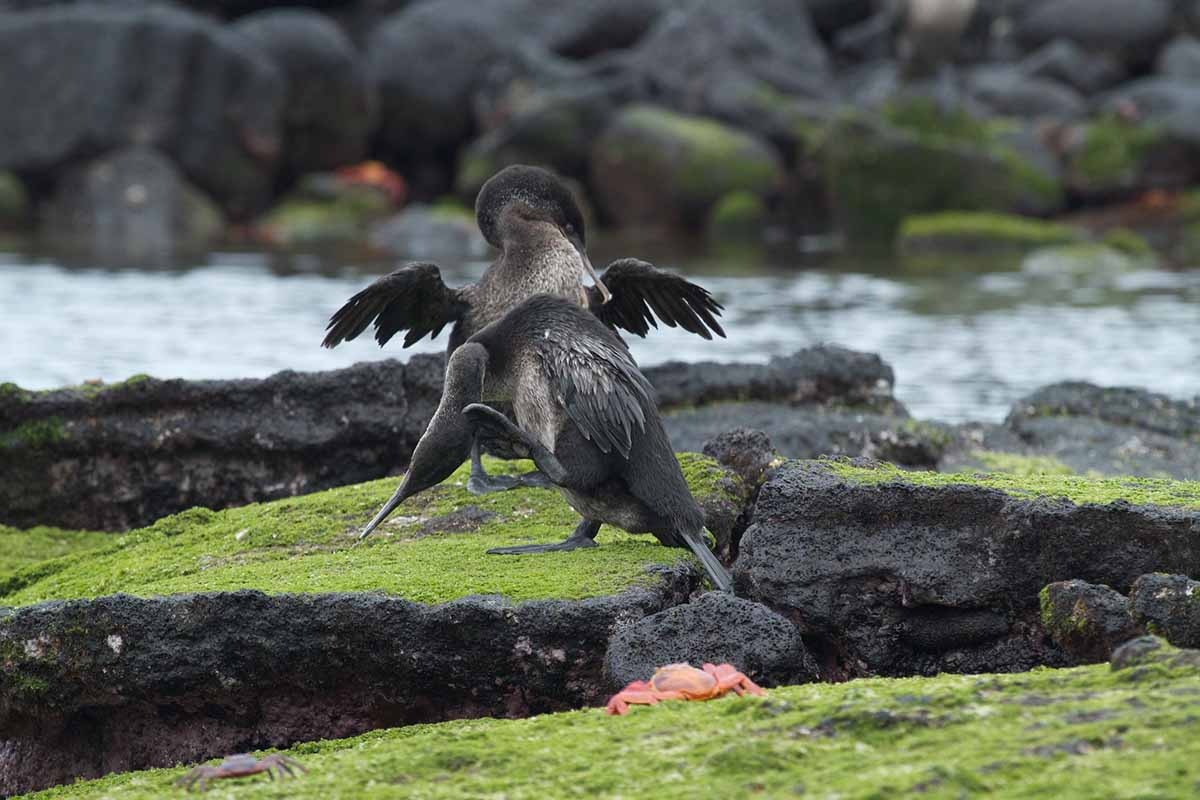 Flightless cormorant