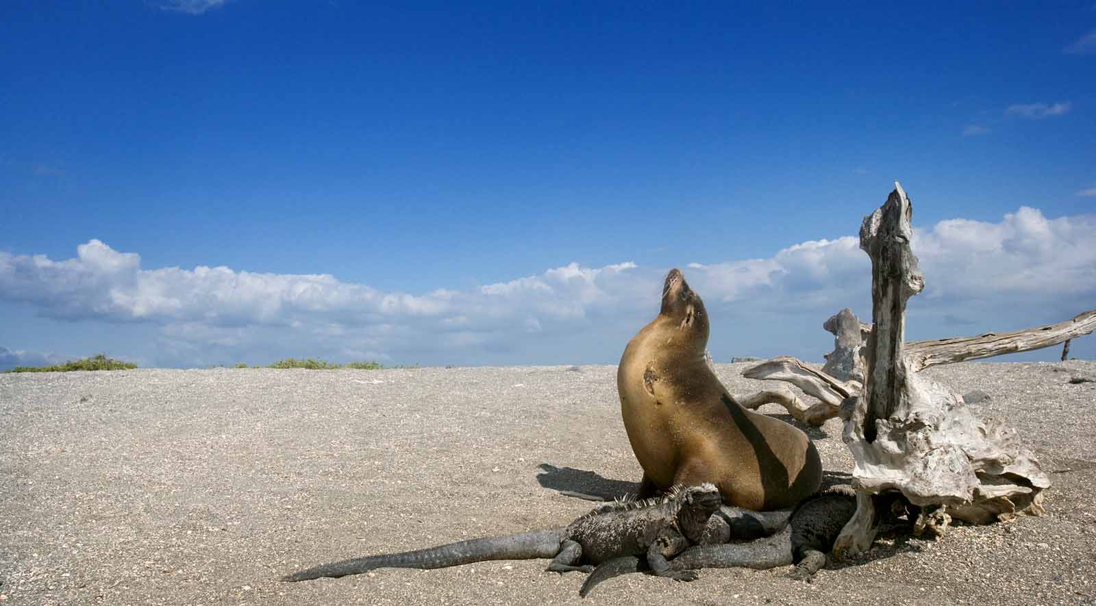 The Galapagos Islands: A History of Their Exploration - Joseph