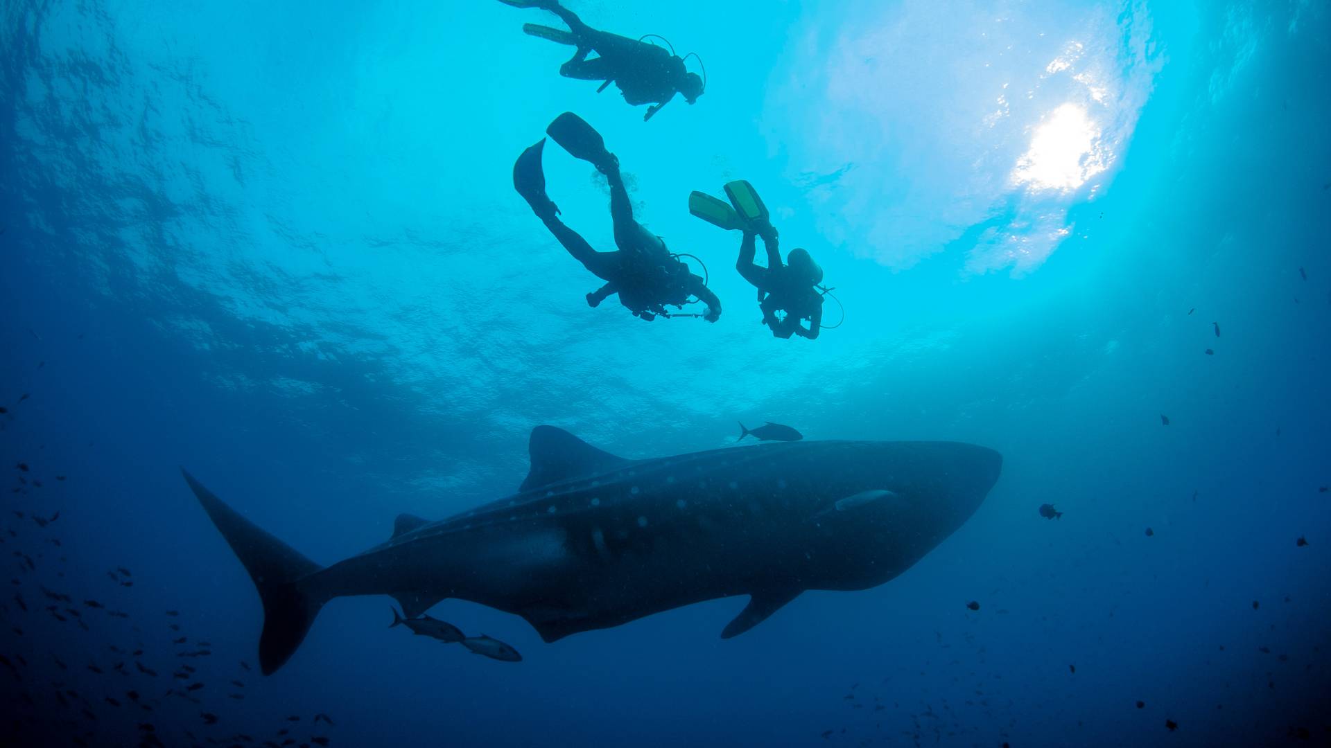 Best Time to Dive Galapagos: A Comprehensive Guide