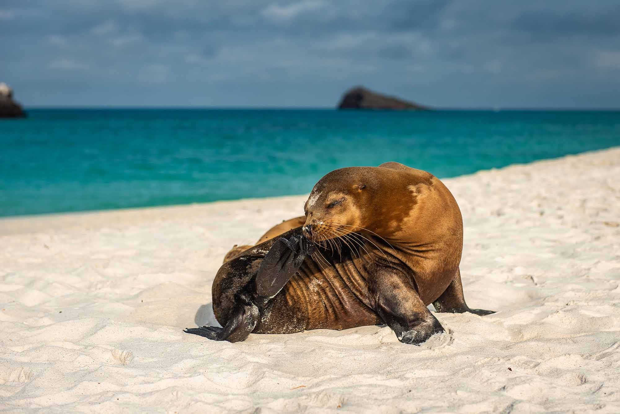 Seal | Galapagos