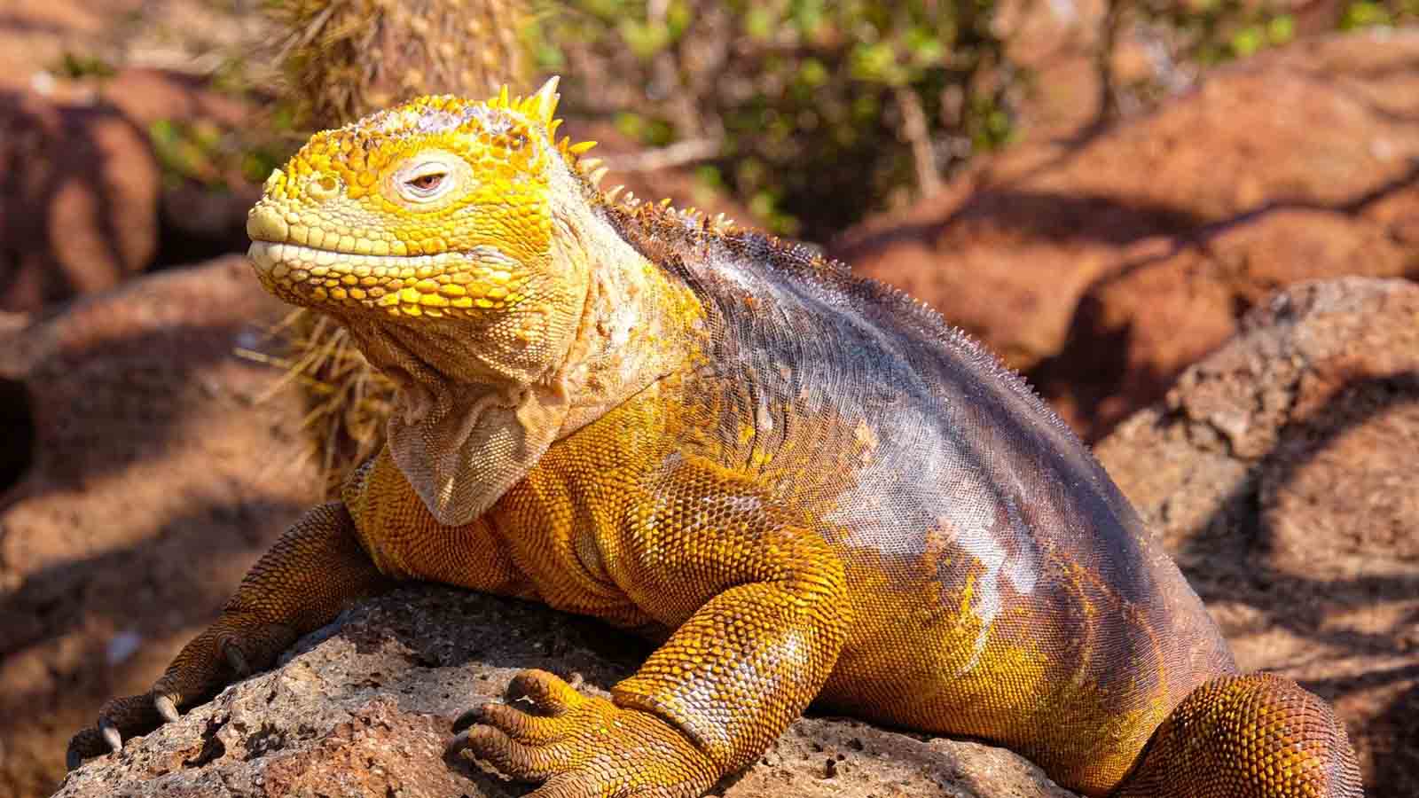  undefined | After nearly 200 years of extermination, land iguanas were reintroduced to Santiago Island in Galapagos