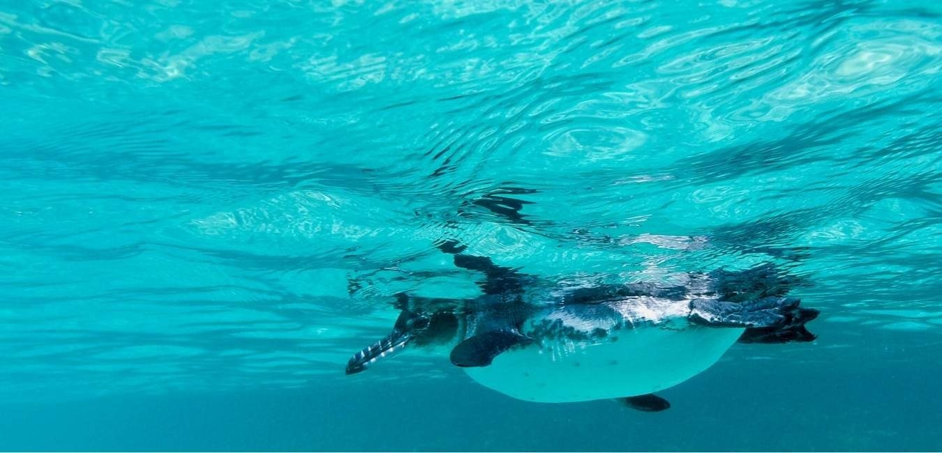 Galapagos penguins