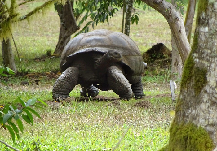 Galapagos giant tortoise Isabela Island