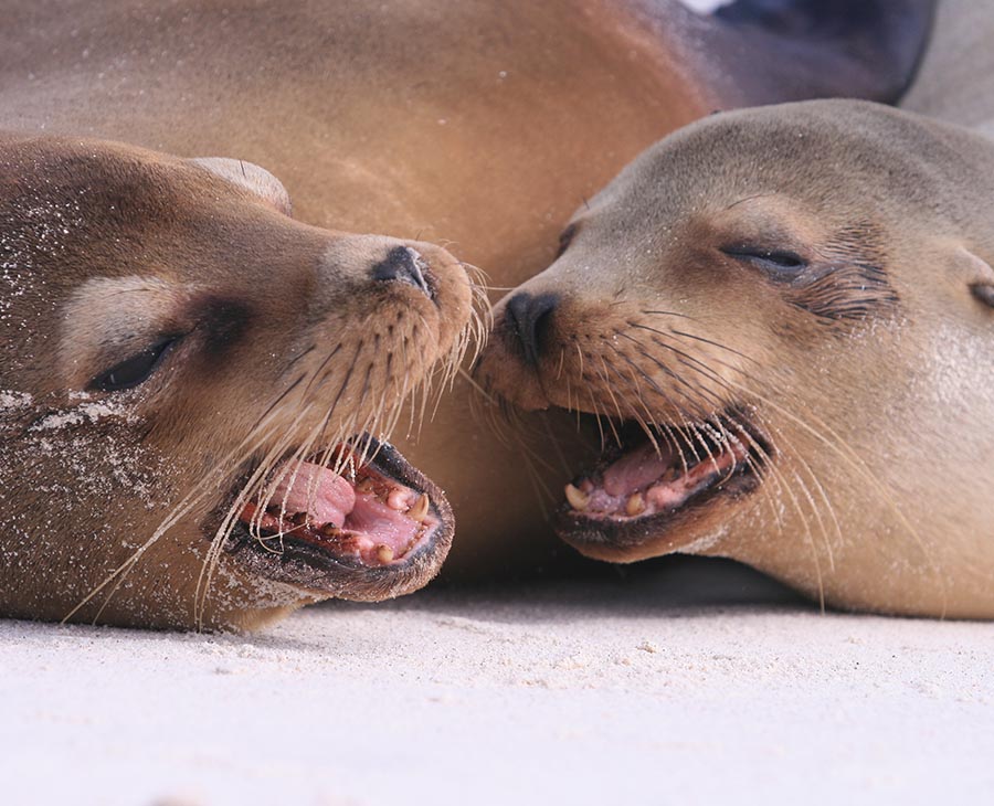 Sea lions | South Plazas Island | South America Travel