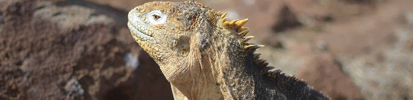 Galapagos vacations