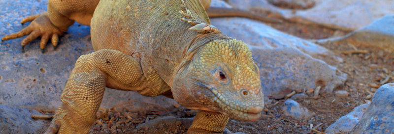  Galapagos | Galapagos gets Google – and you get to view before you visit!