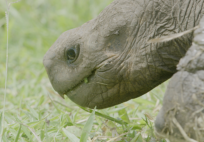 Galapagos giant tortoise Santa Cruz Island