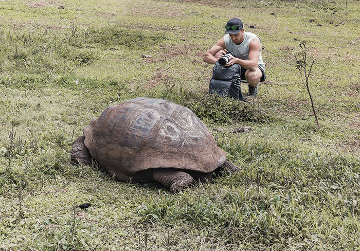 Galapagos giant tortoise