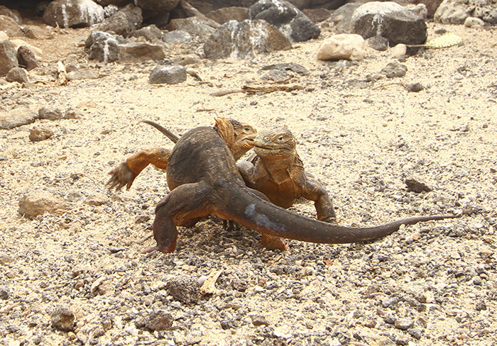 Galapagos land iguanas