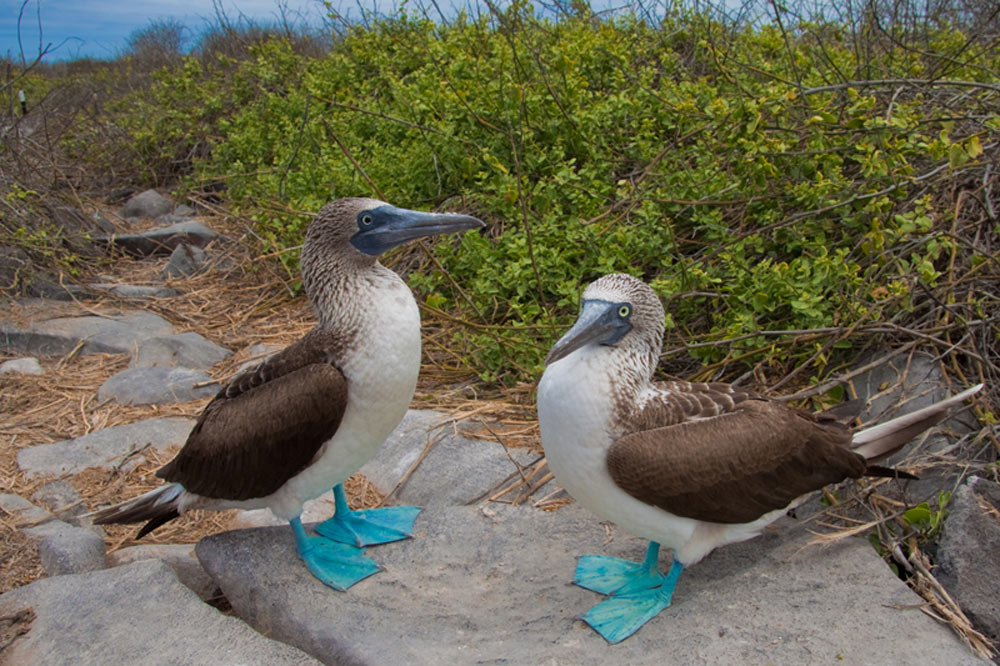 Booby in flight, motion blur, Darwin Island, Galapagos Islands, Ecuador